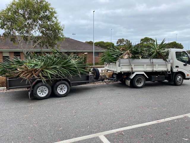 Trailer load of yuccas off to the tip